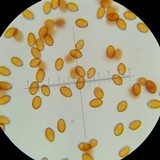 Conocybe apala image