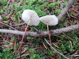 Mycetinis scorodonius image