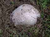 Calvatia pachyderma image