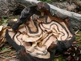 Gyromitra californica image