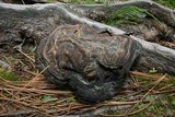 Gyromitra californica image