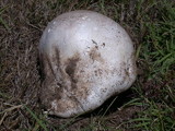 Calvatia pachyderma image