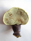 Ganoderma curtisii image