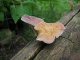 Lentinus strigosus image