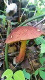 Boletellus pseudochrysenteroides image