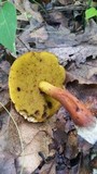 Boletellus pseudochrysenteroides image