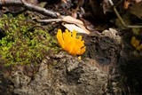 Calocera viscosa image