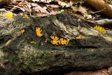 Calocera viscosa image