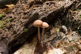 Gymnopus subnudus image
