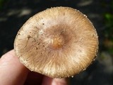 Amanita solaniolens image