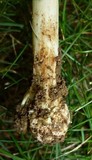 Amanita solaniolens image