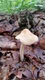 Marasmius nigrodiscus image