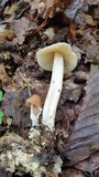 Marasmius nigrodiscus image