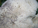 Lycoperdon pratense image