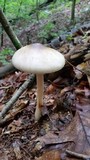 Amanita brunnescens image