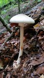 Amanita brunnescens image