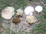 Lycoperdon pratense image