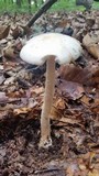 Amanita whetstoneae image