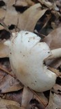 Amanita whetstoneae image