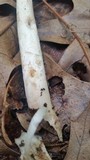 Amanita whetstoneae image