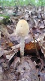 Lepiota clypeolaria image