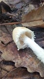 Lepiota clypeolaria image