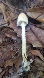 Lepiota clypeolaria image