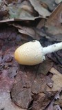 Lepiota clypeolaria image