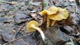 Cantharellus appalachiensis image