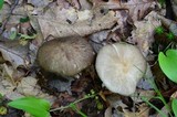 Megacollybia rodmani image