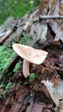 Lactarius imperceptus image