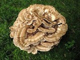 Meripilus sumstinei image