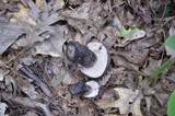 Tylopilus alboater image