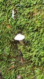 Lepiota cristata image