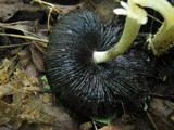 Coprinopsis variegata image