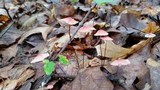 Marasmius pulcherripes image
