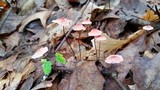 Marasmius pulcherripes image