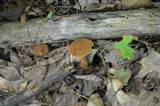 Cortinarius distans image