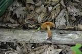 Cortinarius distans image
