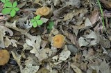 Cortinarius distans image