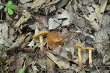 Cortinarius distans image