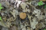 Cortinarius distans image