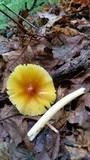 Amanita banningiana image