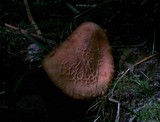 Rhodotus palmatus image