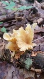 Chrysomphalina strombodes image