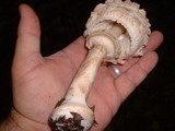 Chlorophyllum rachodes image