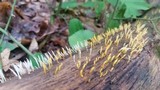 Calocera cornea image