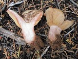 Lactarius barrowsii image