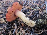 Chalciporus pseudorubinellus image