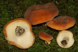 Lactarius hygrophoroides image